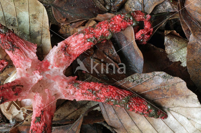 Inktviszwam (Clathrus archeri)