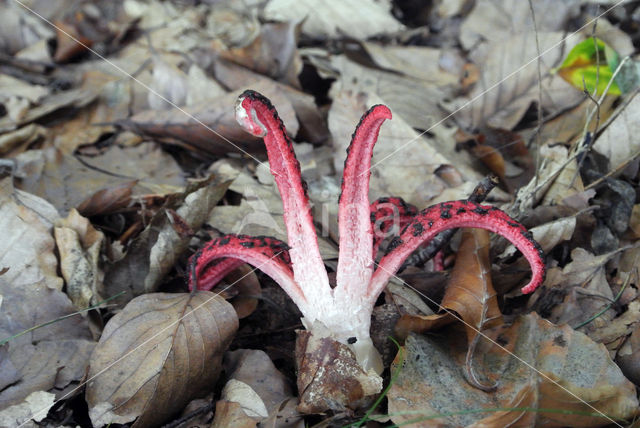 Octopus Stinkhorn (Clathrus archeri)