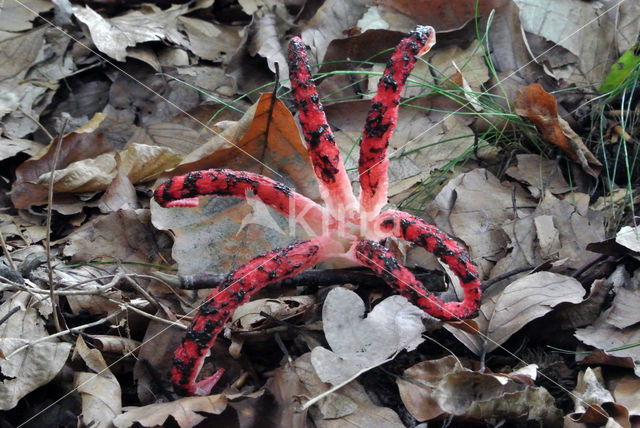 Inktviszwam (Clathrus archeri)