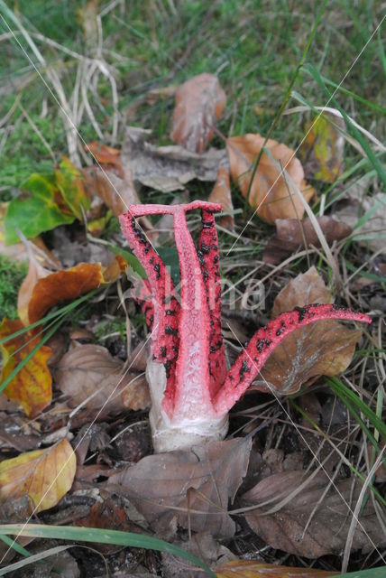 Inktviszwam (Clathrus archeri)