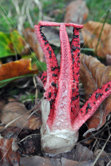 Inktviszwam (Clathrus archeri)