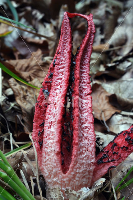 Inktviszwam (Clathrus archeri)