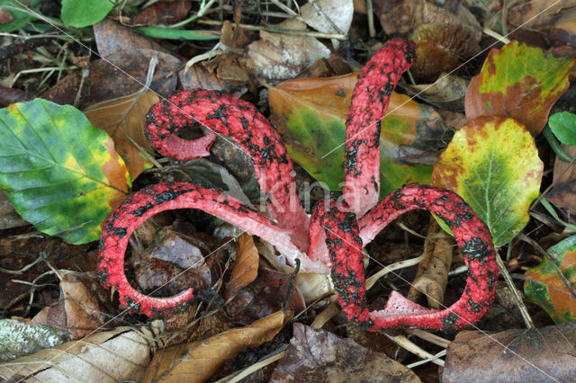 Inktviszwam (Clathrus archeri)