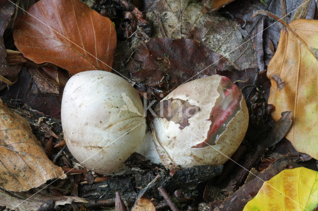 Inktviszwam (Clathrus archeri)