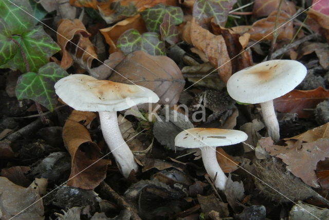 Hygrophorus eburneus