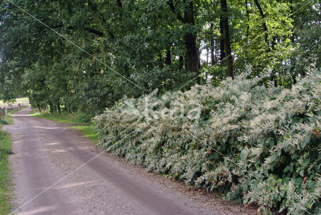 Japanse duizendknoop (Fallopia japonica)