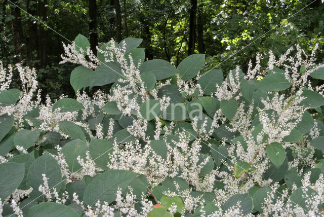 Japanese Bindweed (Fallopia japonica)