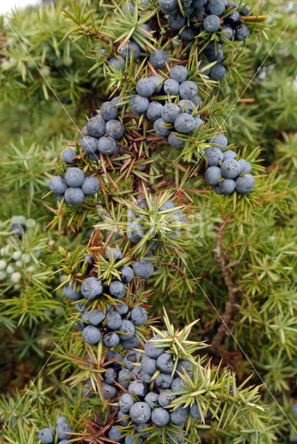 Jeneverbes (Juniperus communis)