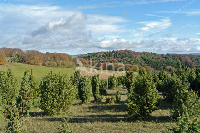 common juniper (Juniperus communis)