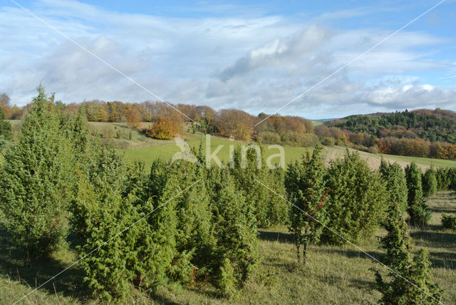 Jeneverbes (Juniperus communis)