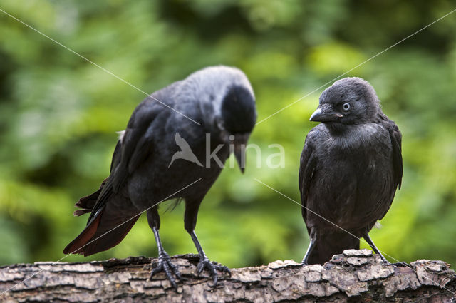 Eurasian Jackdaw (Corvus monedula)