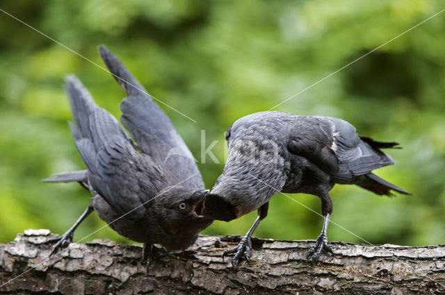 Kauw (Corvus monedula)