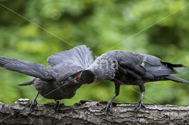 Eurasian Jackdaw (Corvus monedula)