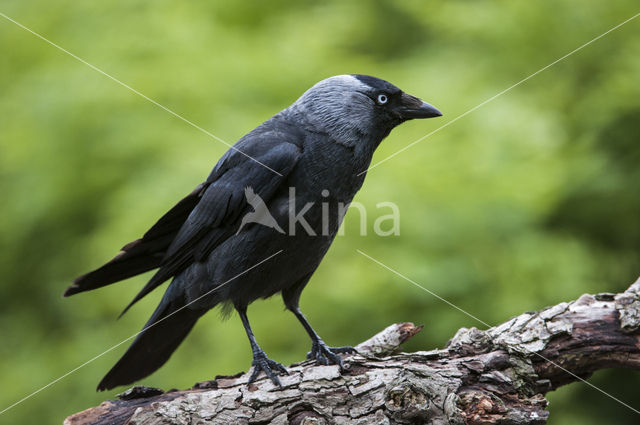 Eurasian Jackdaw (Corvus monedula)