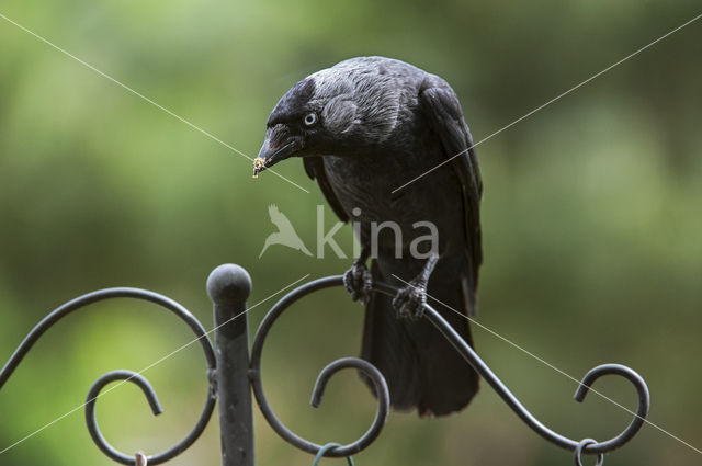 Eurasian Jackdaw (Corvus monedula)