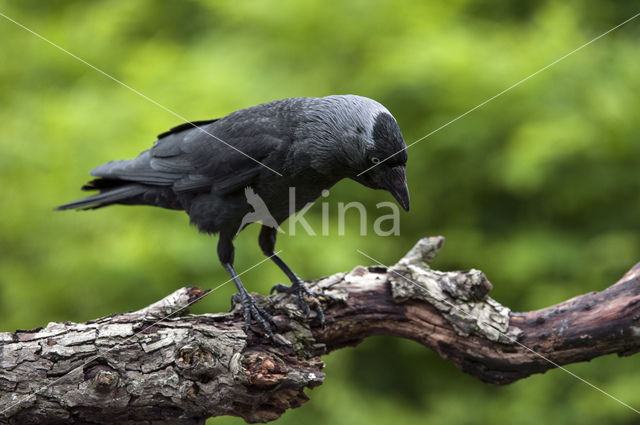 Eurasian Jackdaw (Corvus monedula)