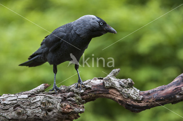 Eurasian Jackdaw (Corvus monedula)