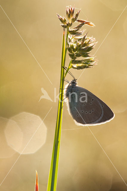 Mazarine Blue (Polyommatus semiargus)