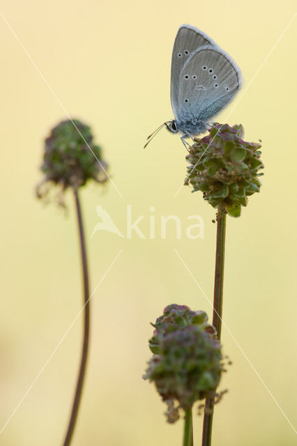 Mazarine Blue (Polyommatus semiargus)