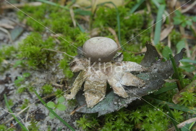 Kleine aardster (Geastrum minimum)