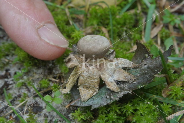 Kleine aardster (Geastrum minimum)