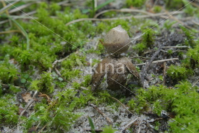 Kleine aardster (Geastrum minimum)