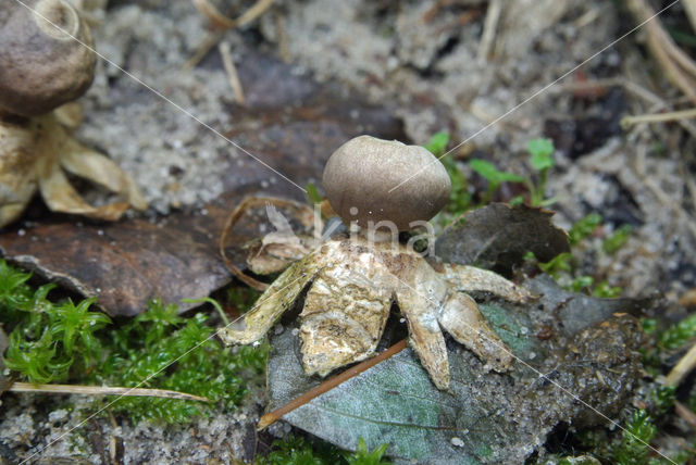 Kleine aardster (Geastrum minimum)