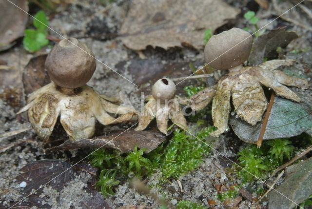 Kleine aardster (Geastrum minimum)