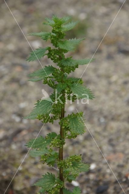 Annual Nettle (Urtica urens)