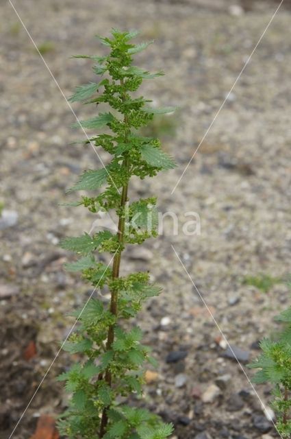 Kleine brandnetel (Urtica urens)