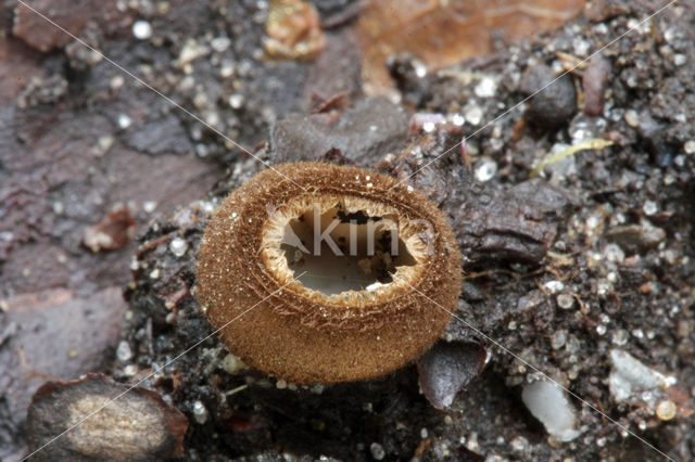 Kleine bruine bekerzwam (Humaria hemisphaerica)