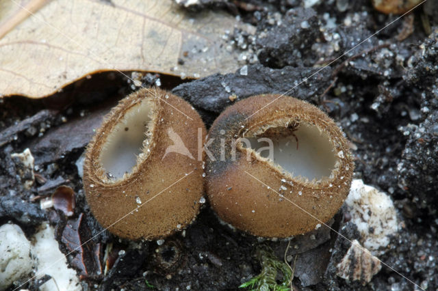 Kleine bruine bekerzwam (Humaria hemisphaerica)