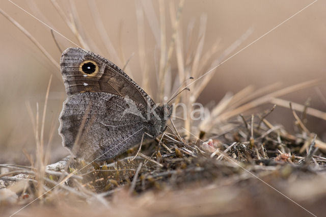 Tree Grayling (Hipparchia statilinus)