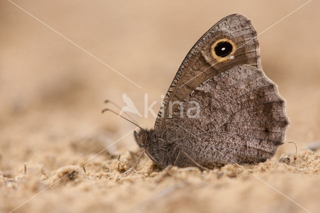 Kleine heivlinder (Hipparchia statilinus)