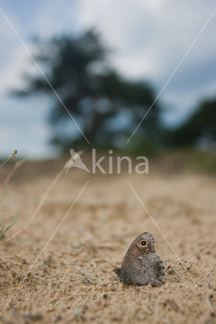 Kleine heivlinder (Hipparchia statilinus)