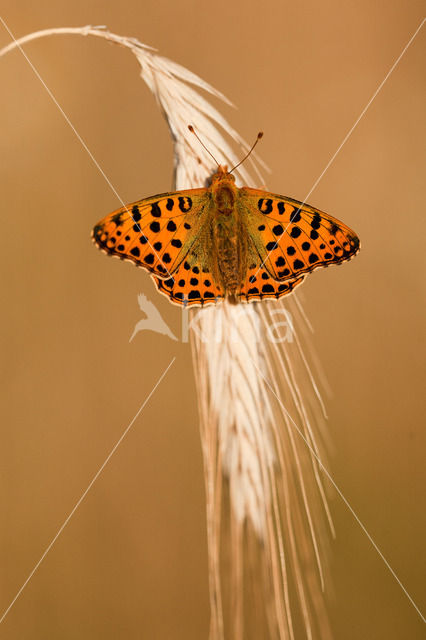 Queen of Spain Fritillary (Issoria lathonia)