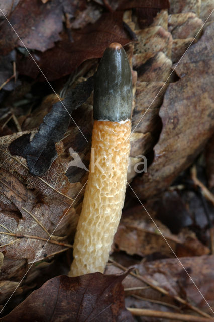 Dog Stinkhorn (Mutinus caninus)