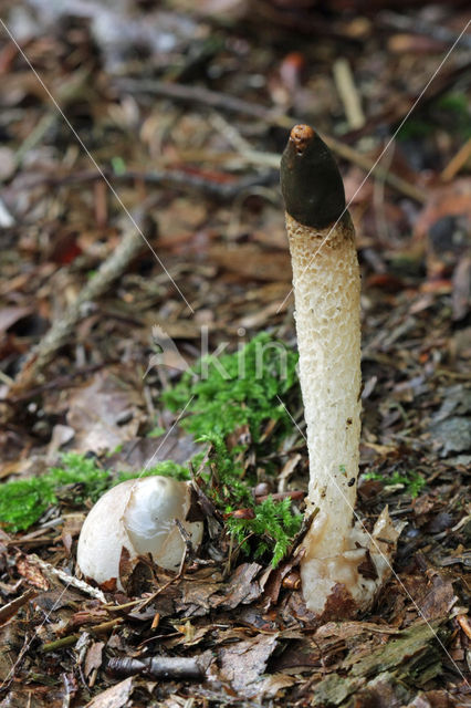 Dog Stinkhorn (Mutinus caninus)