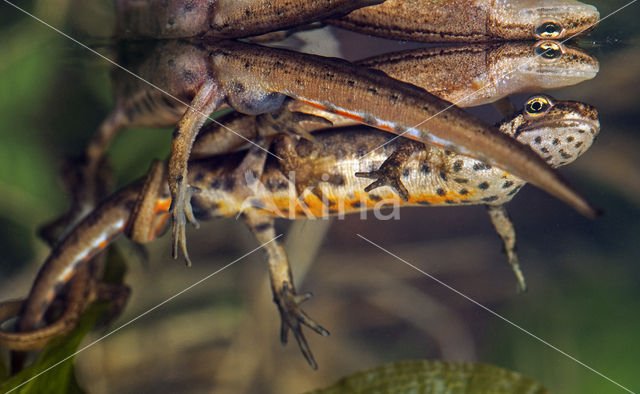 Kleine watersalamander (Triturus vulgaris)