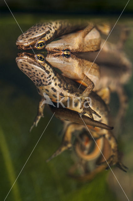 Smooth Newt (Triturus vulgaris)