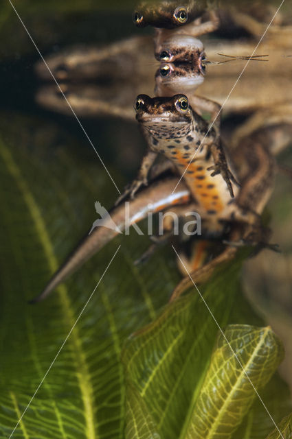 Smooth Newt (Triturus vulgaris)