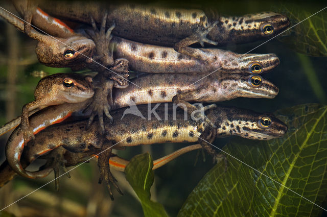 Kleine watersalamander (Triturus vulgaris)