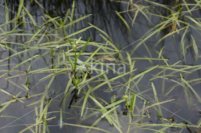 Kleinste egelskop (Sparganium natans)