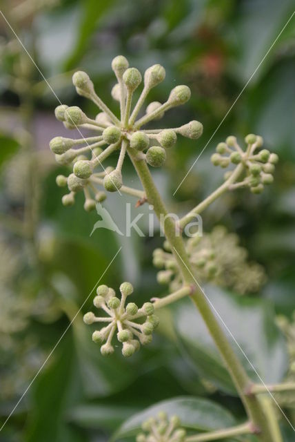 Common ivy (Hedera helix)