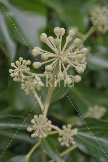 Common ivy (Hedera helix)