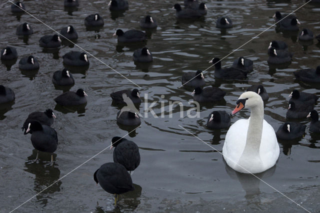 Knobbelzwaan (Cygnus olor)