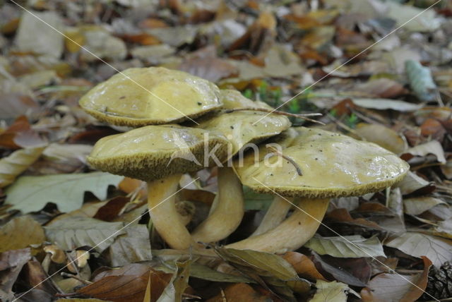 Koeienboleet (Suillus bovinus)