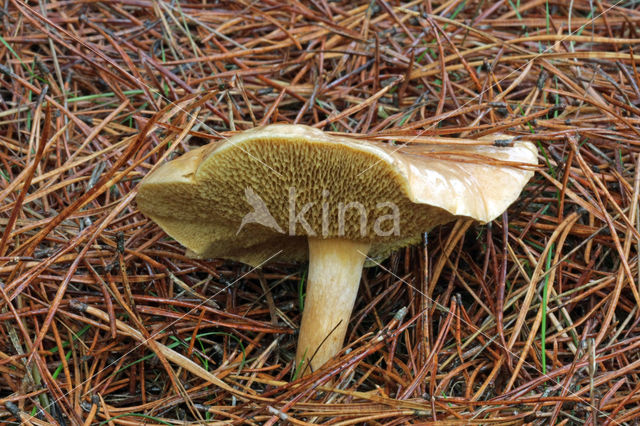 Koeienboleet (Suillus bovinus)