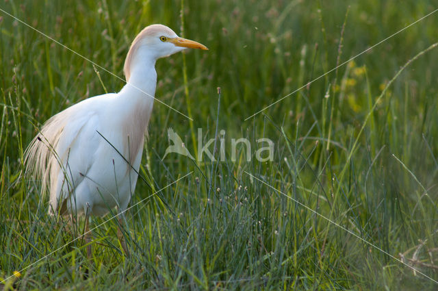 Koereiger (Bubulcus ibis)