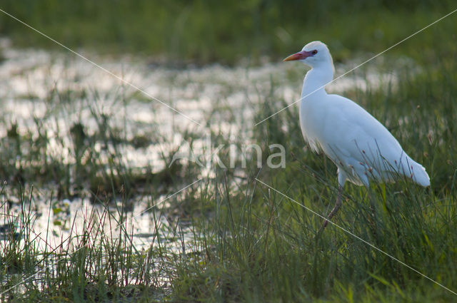 Cattle Egret (Bubulcus ibis)